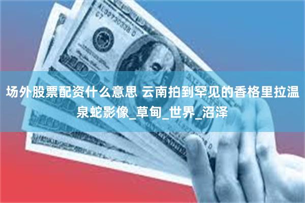 场外股票配资什么意思 云南拍到罕见的香格里拉温泉蛇影像_草甸_世界_沼泽